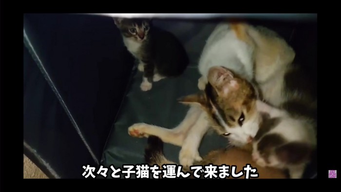 テロップ「次々と子猫を～」