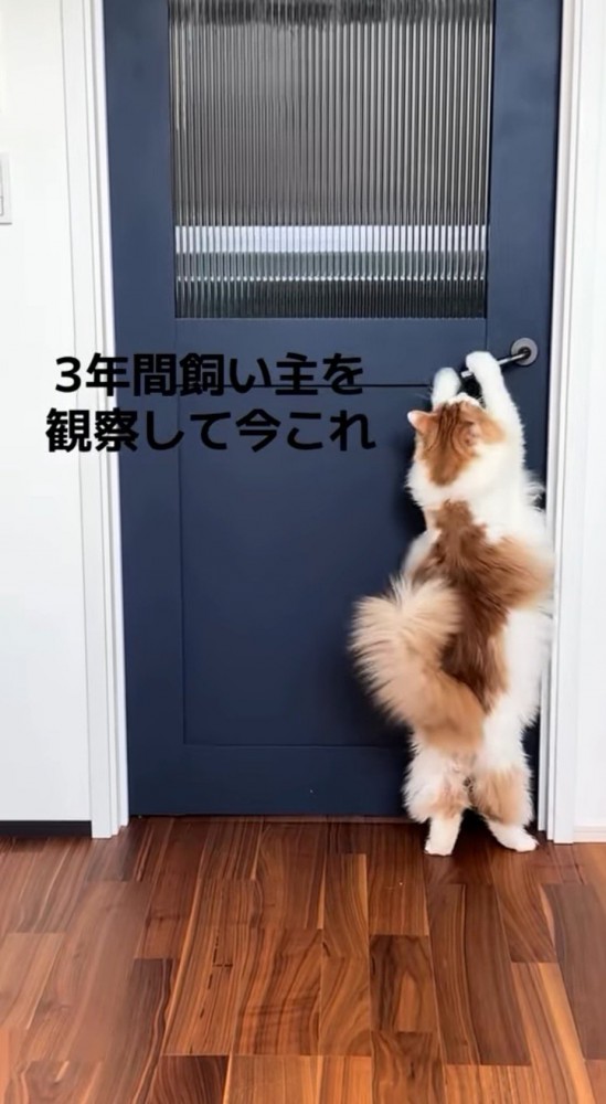 ドアノブを両方の前足で下げる猫