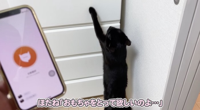 棚をカリカリするほたねちゃん