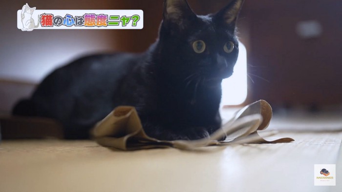 袋に乗る黒猫