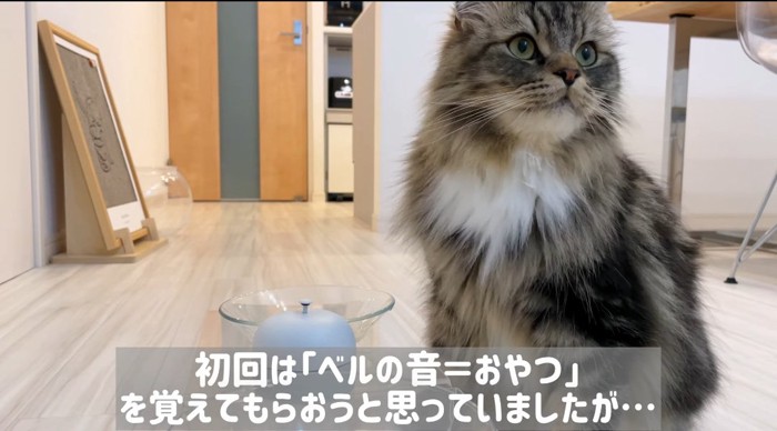 見つめる猫