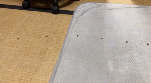 点々と置かれたフード