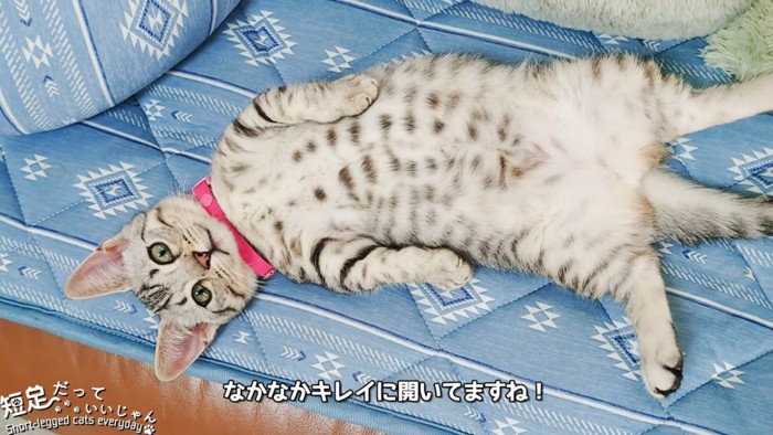 仰向けの子猫