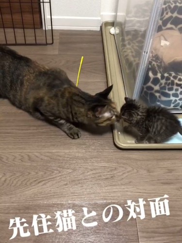鼻と鼻をくっつける成猫と子猫