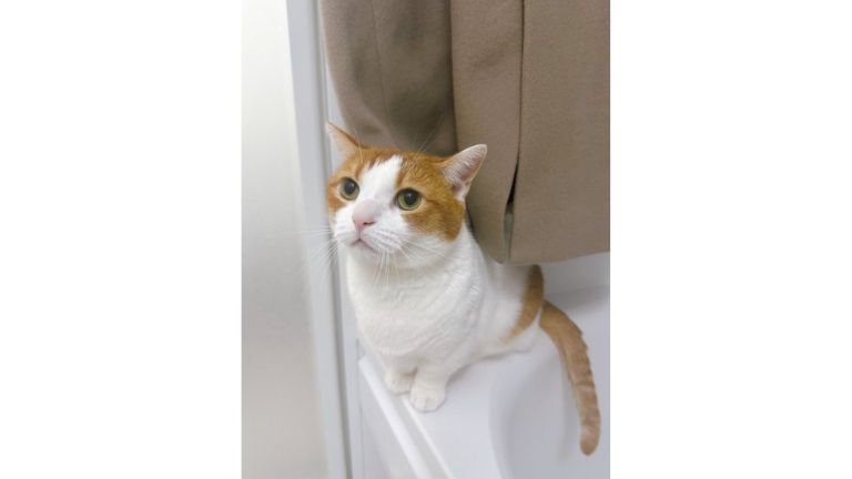 お風呂場にいる猫