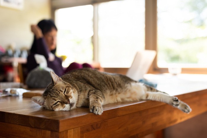 テーブルの上で寝ている猫