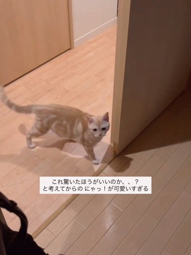 部屋の入口に立つ猫