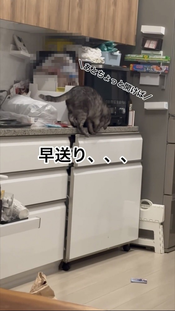 棚を覗く猫