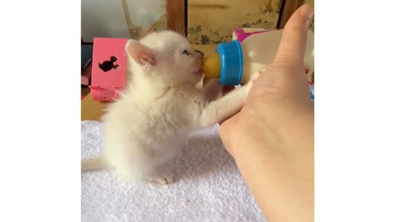 ミルクを飲む猫