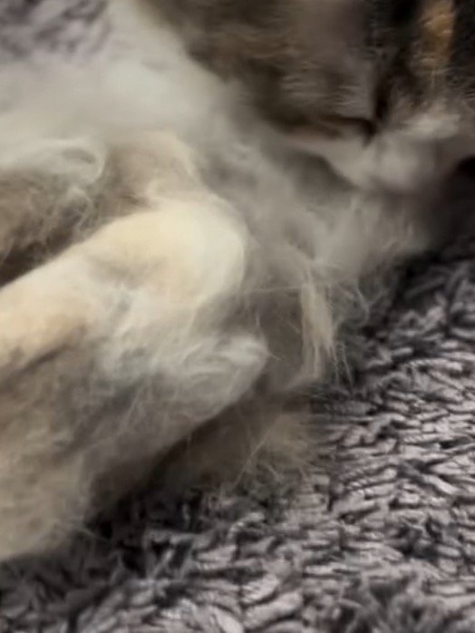 ブラッシングで抜けた猫の毛