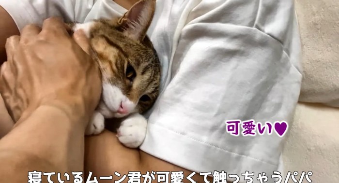 撫でられる猫