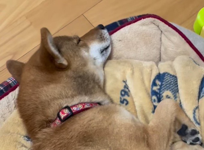 寝ている犬の顔