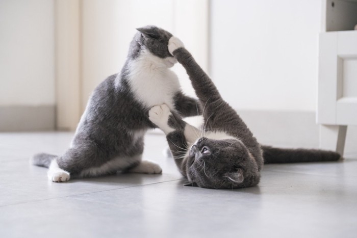 争う猫たち