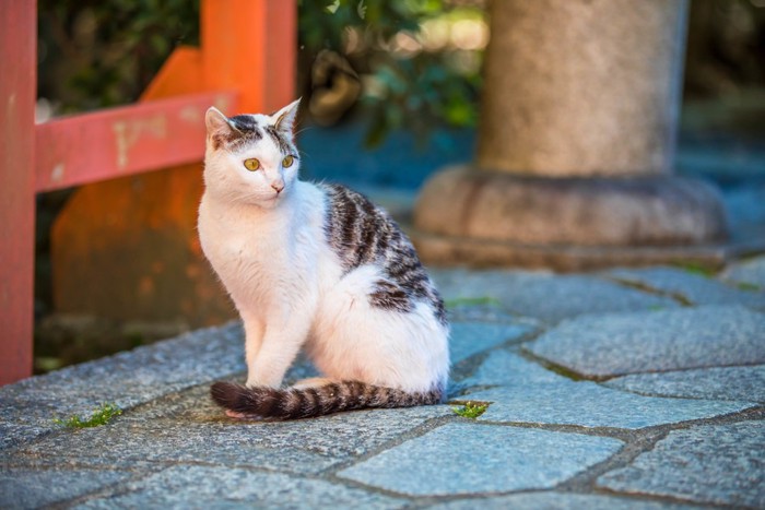 振り返っている猫