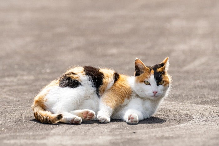 寝転がる三毛猫