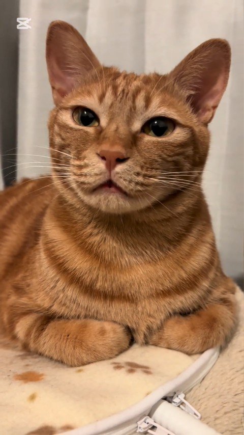 香箱座りの猫
