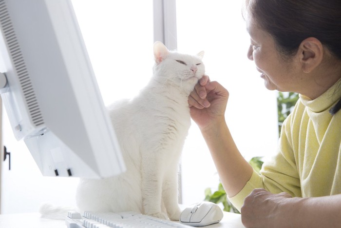 人の手に顔をつける猫