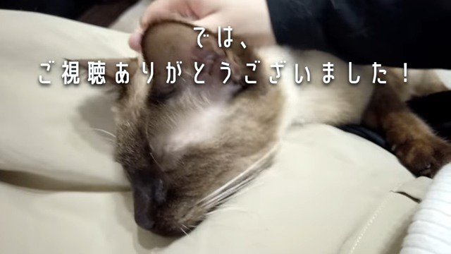 飼い主さんに撫でられるモフィくん