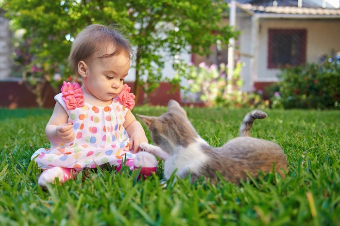 赤ちゃんの手に自分の手を乗せる子猫