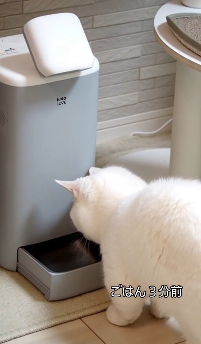 自動給餌器の前で待っている猫％