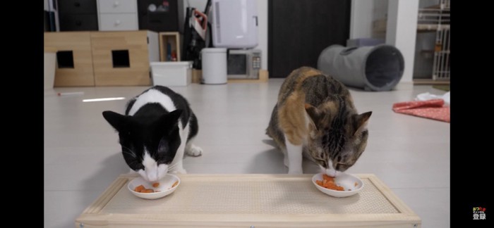 サーモンを食べる猫