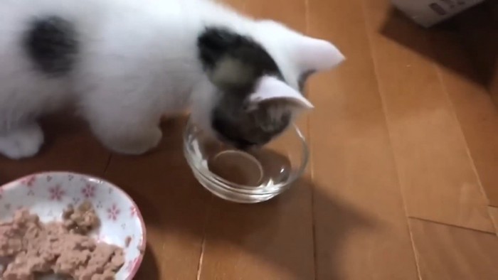 水を覗き込む子猫