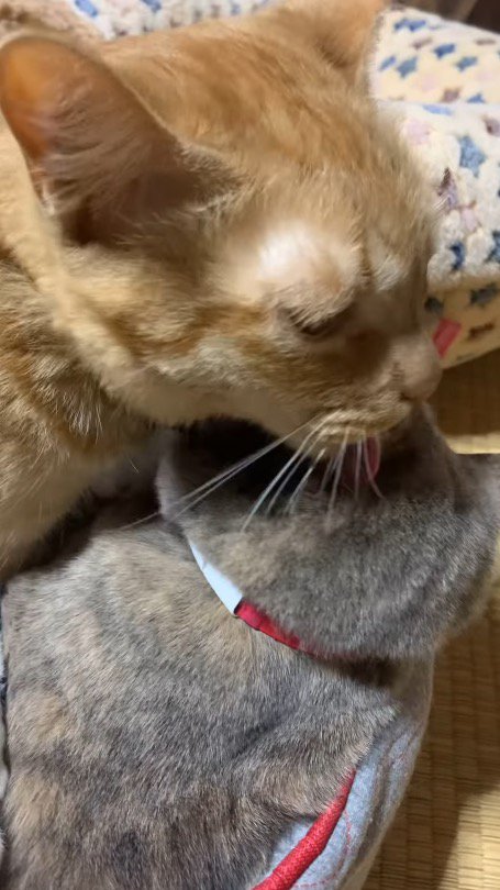 サビ猫の顔を舐める茶色い猫