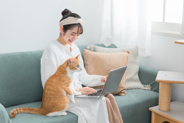 PCを確認する猫