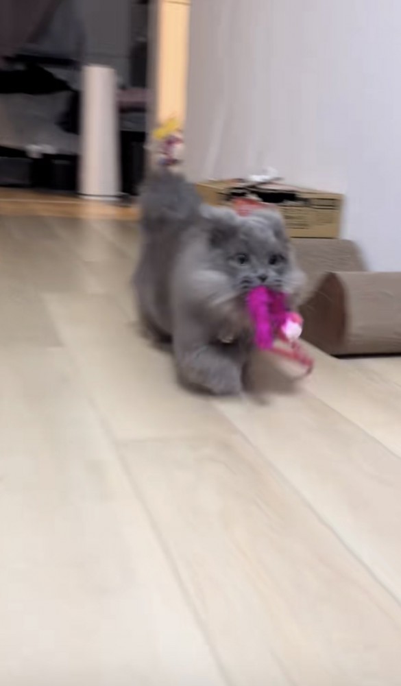 猫がおもちゃを咥えて走る写真