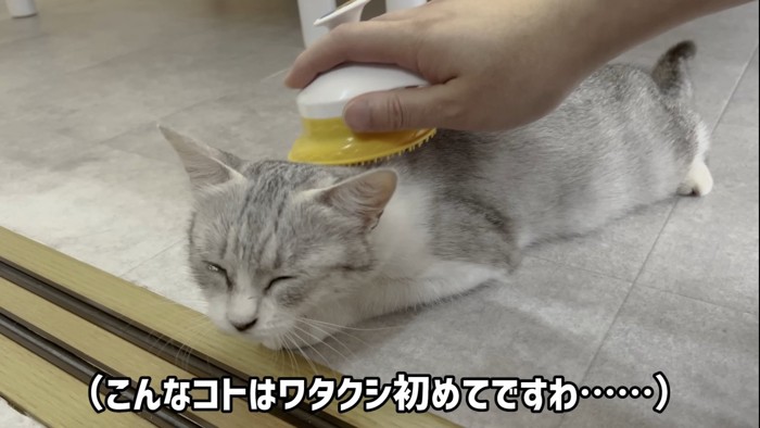 目に涙を溜める猫