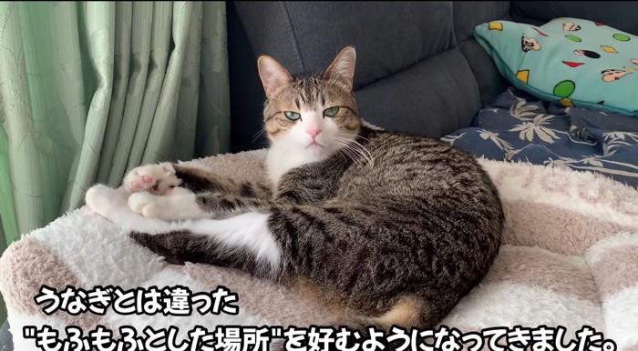 ベッドの中の猫