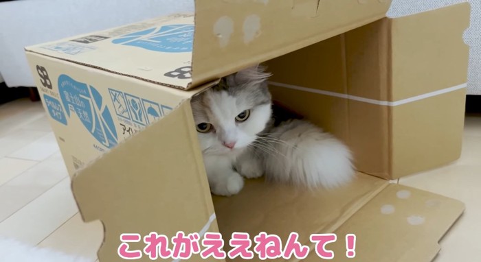 段ボールの中の猫