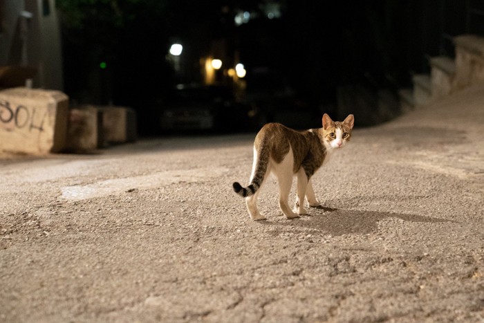 帰る猫