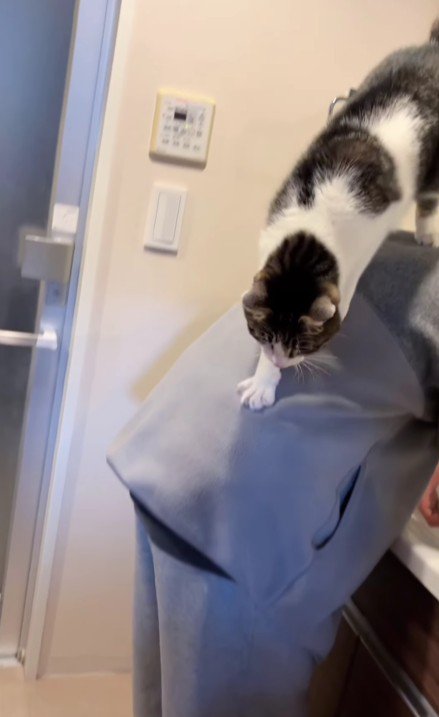 男の子の背中から降りる猫