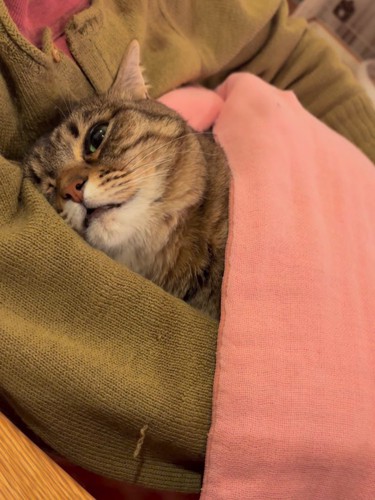 毛布をかけてもらった猫