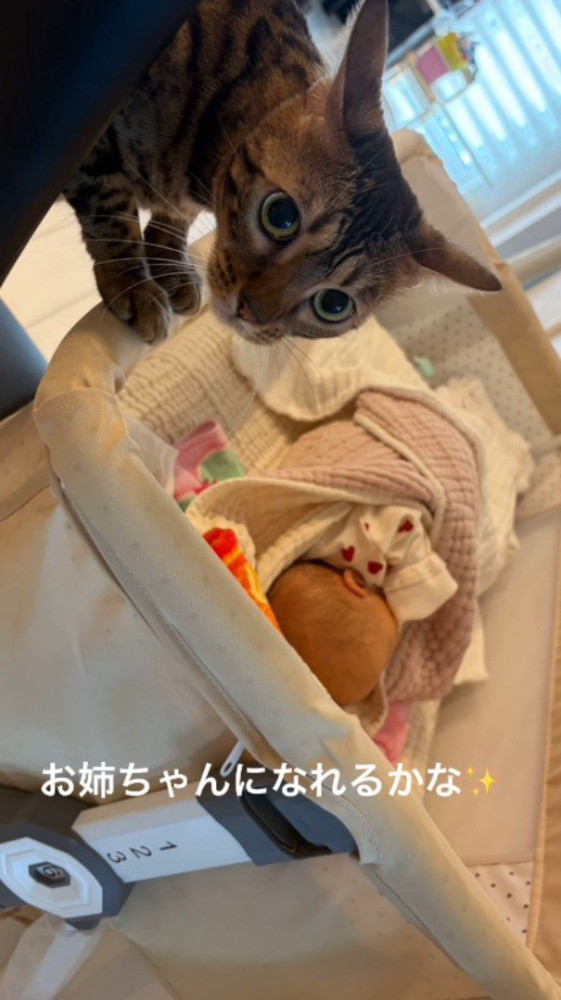 ベビーベッドに前足をかけて飼い主を見上げる猫