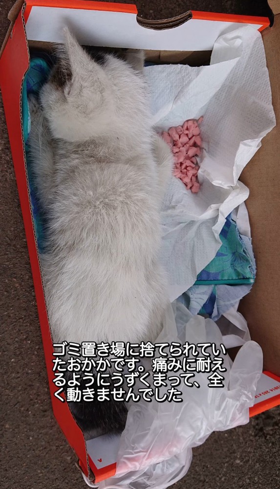 箱の中でうずくまる子猫