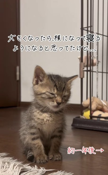 座ったまま揺れながら眠るキジトラ子猫