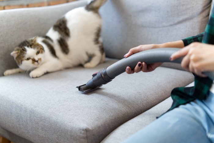 掃除機にびっくりする猫