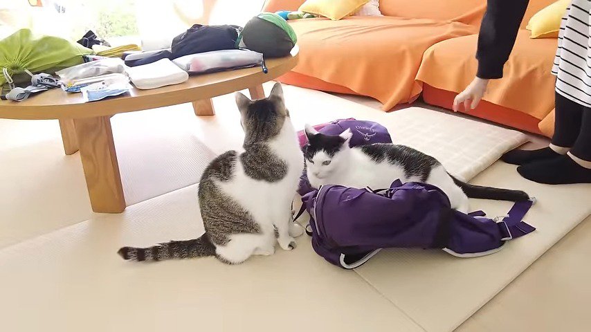 クッションを敷く飼い主と二匹の猫