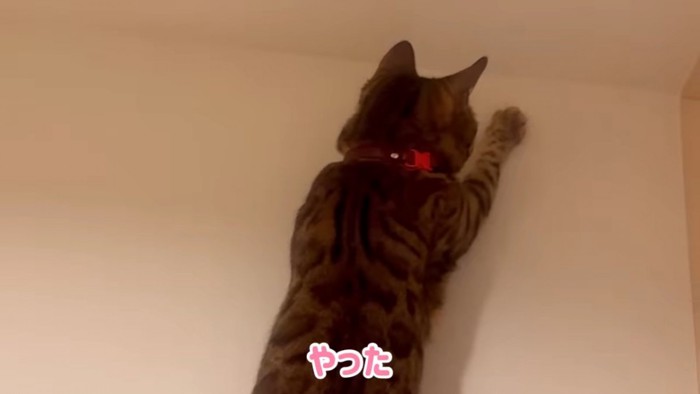 前足で壁を触る猫