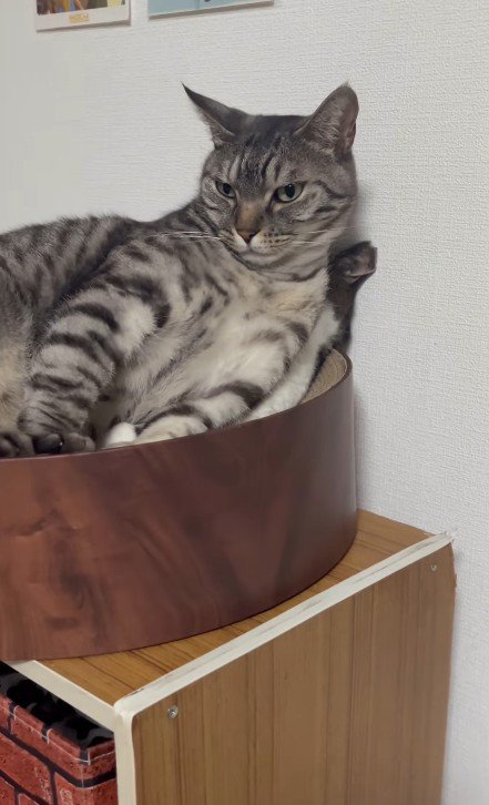 猫用ベッドの中の2匹の猫