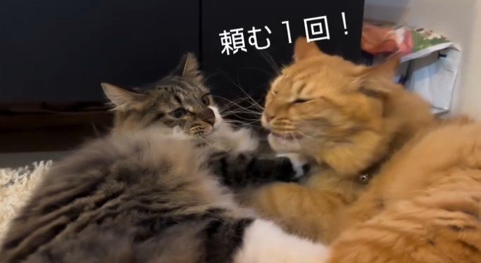 「頼む1回」と書かれた写真