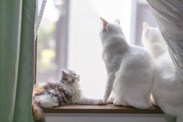 白い大人猫2匹と子猫