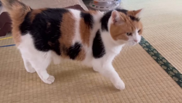 歩き回るミケちゃん