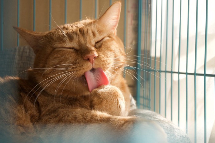 毛づくろいをする猫