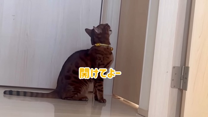 ドアの前で座って鳴く猫