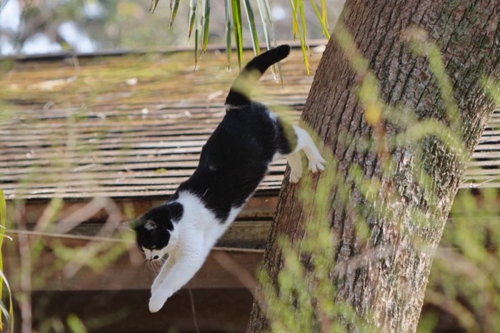 木から飛び降りる猫