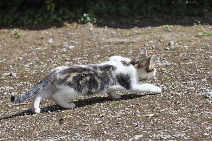 姿勢を低くして歩く猫の後ろ姿