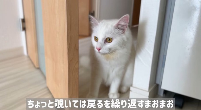 ドアの前の猫